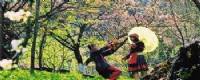 TOURISTS IN Sapa trekking and homestay - TL208 